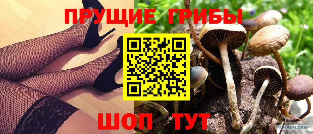 Псилоцибиновые грибы Psilocybine cubensis Всеволожск